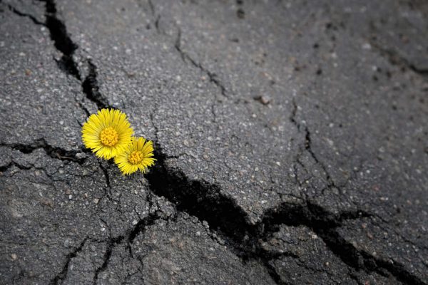Spring,Yellow,Flowers,Close,Up,In,Crack,Of,Asphalt,Background.
